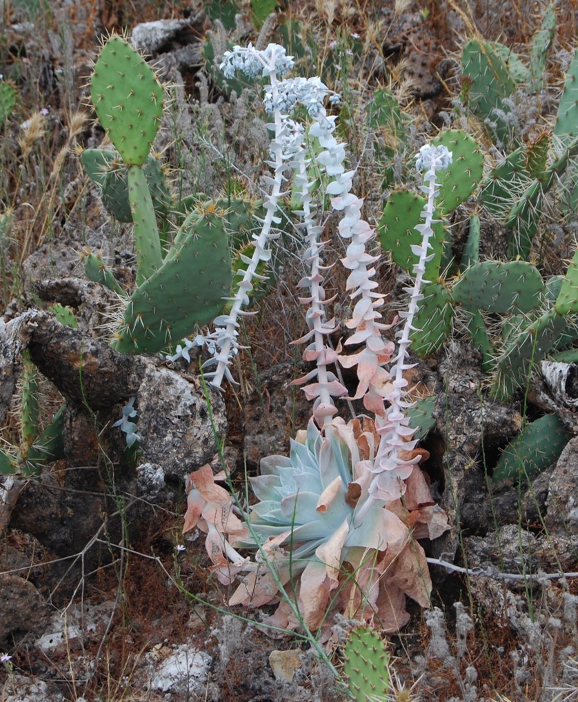 dudleya-pulverulenta-1june2015-12 dudleya-pulverulenta-1june2015-12