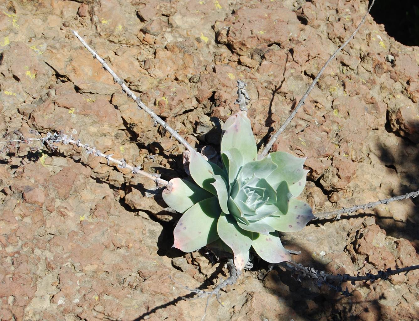 dudleya-pulverulenta-28feb2013-2 dudleya-pulverulenta-28feb2013-2