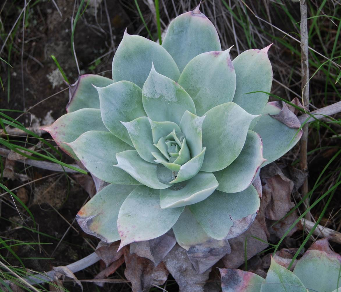 dudleya-pulverulenta-29jan2013-2 dudleya-pulverulenta-29jan2013-2