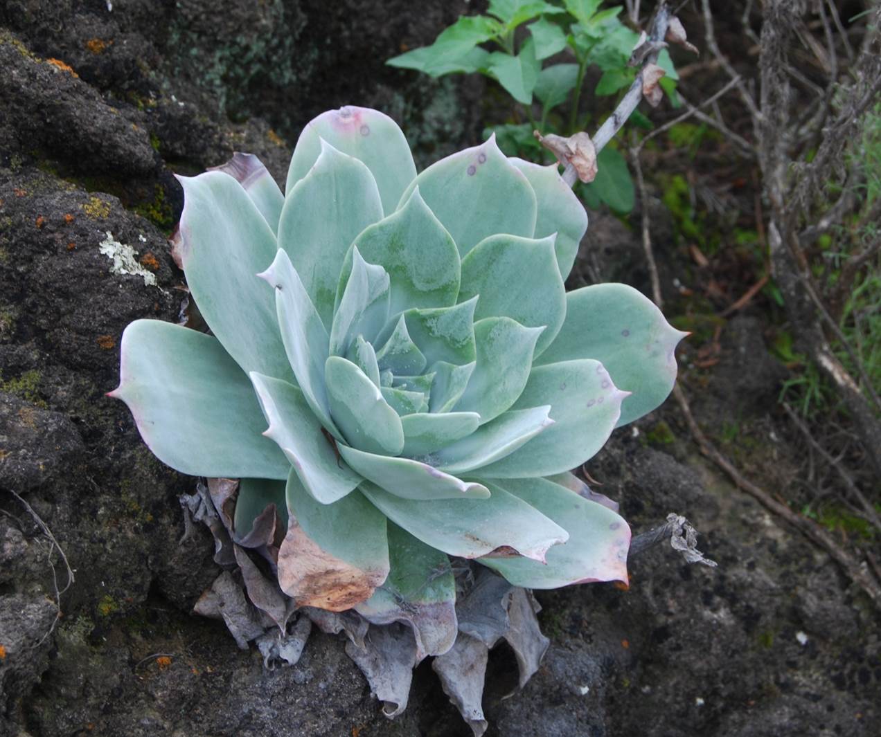dudleya-pulverulenta-5feb2013-2 dudleya-pulverulenta-5feb2013-2