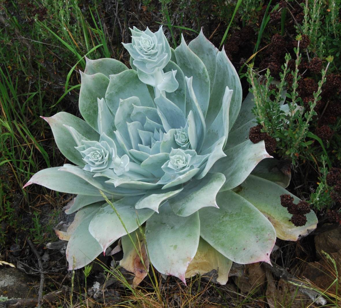 dudleya-pulverulenta-7mar2013-2 dudleya-pulverulenta-7mar2013-2