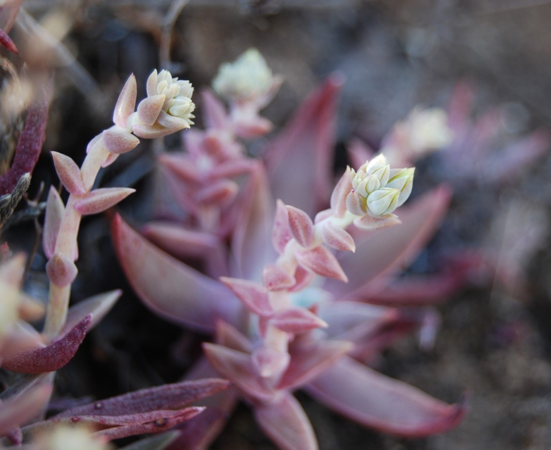 dudleya-verityi-22april2013-4