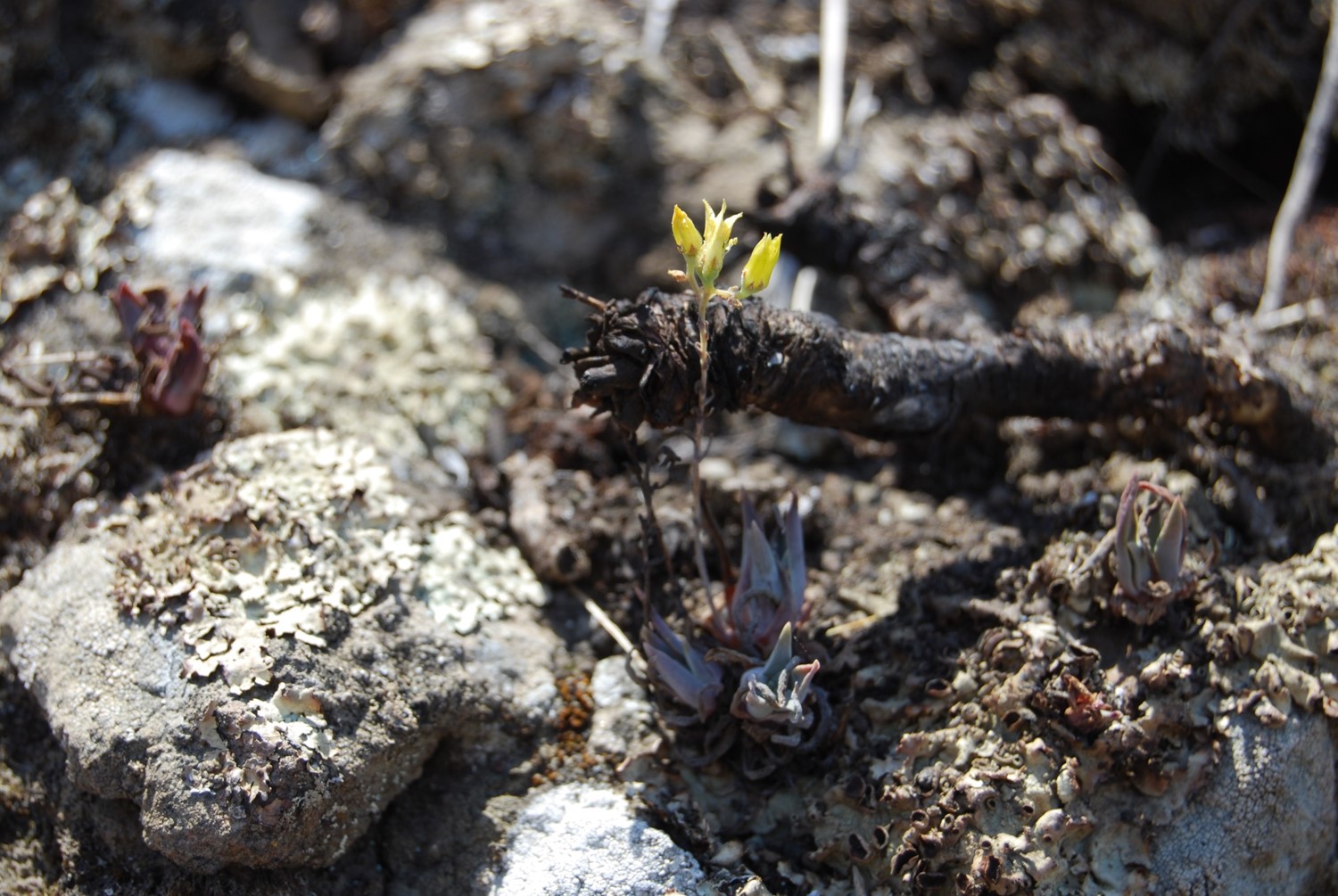 dudleya-verityi-23may2014-1 dudleya-verityi-23may2014-1
