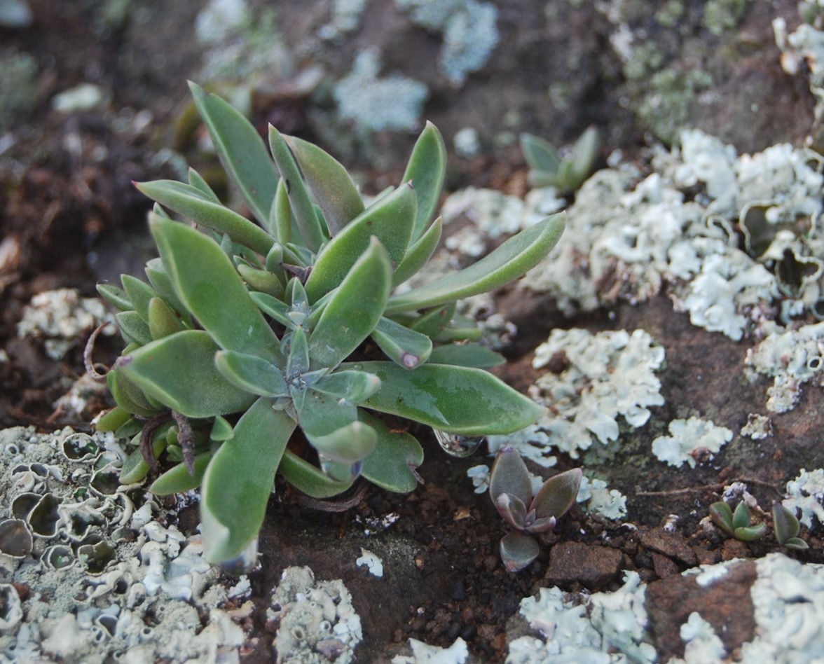 dudleya-verityi-27feb2014-4