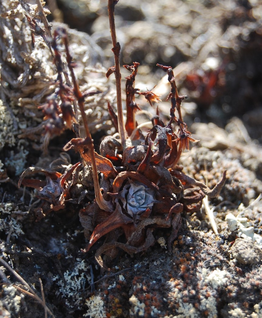 dudleya-verityi-30aug2013-6 dudleya-verityi-30aug2013-6