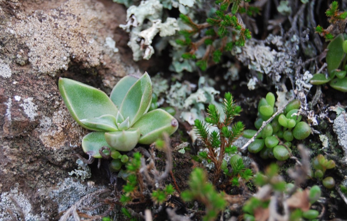 dudleya-verityi-4mar2014-16