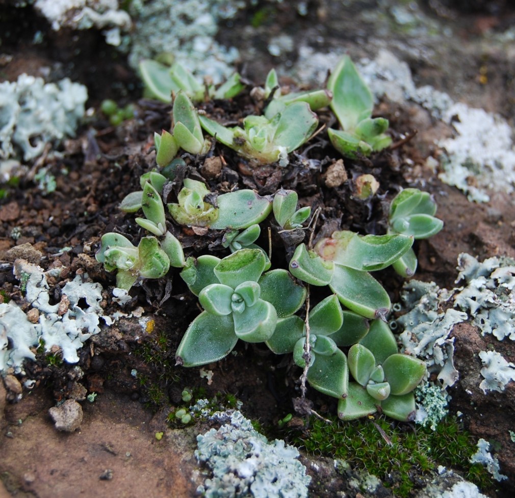 dudleya-verityi-4mar2014-5