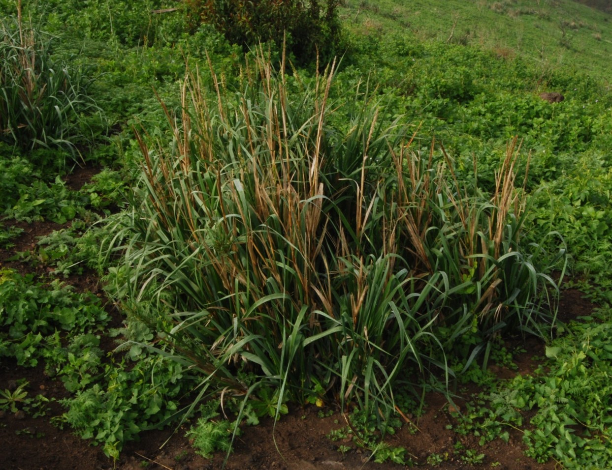 elymus-glaucus-4feb2015-1 elymus-glaucus-4feb2015-1