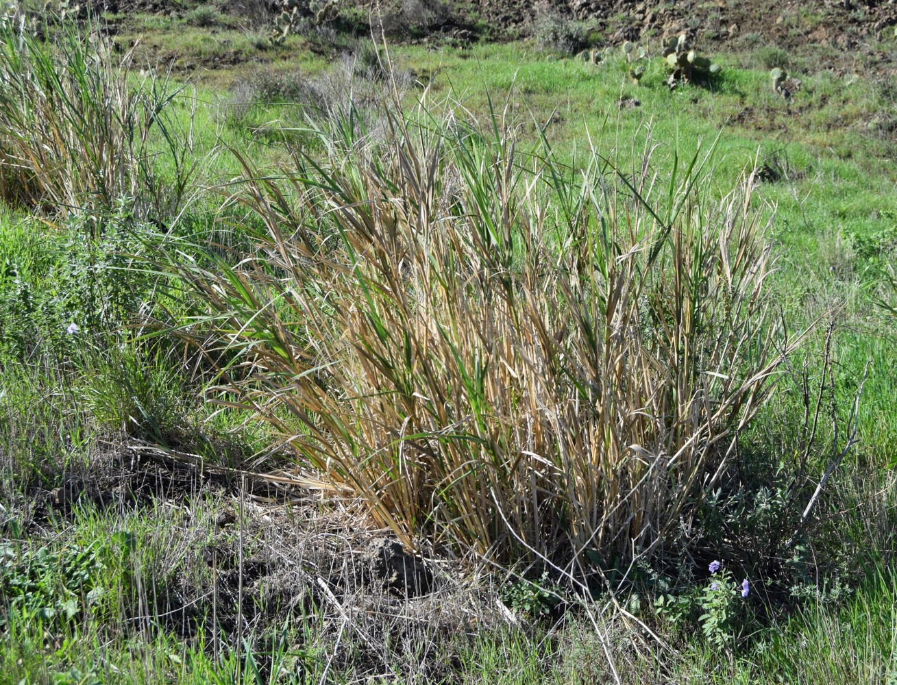elymus-glaucus-6mar2016-1 elymus-glaucus-6mar2016-1