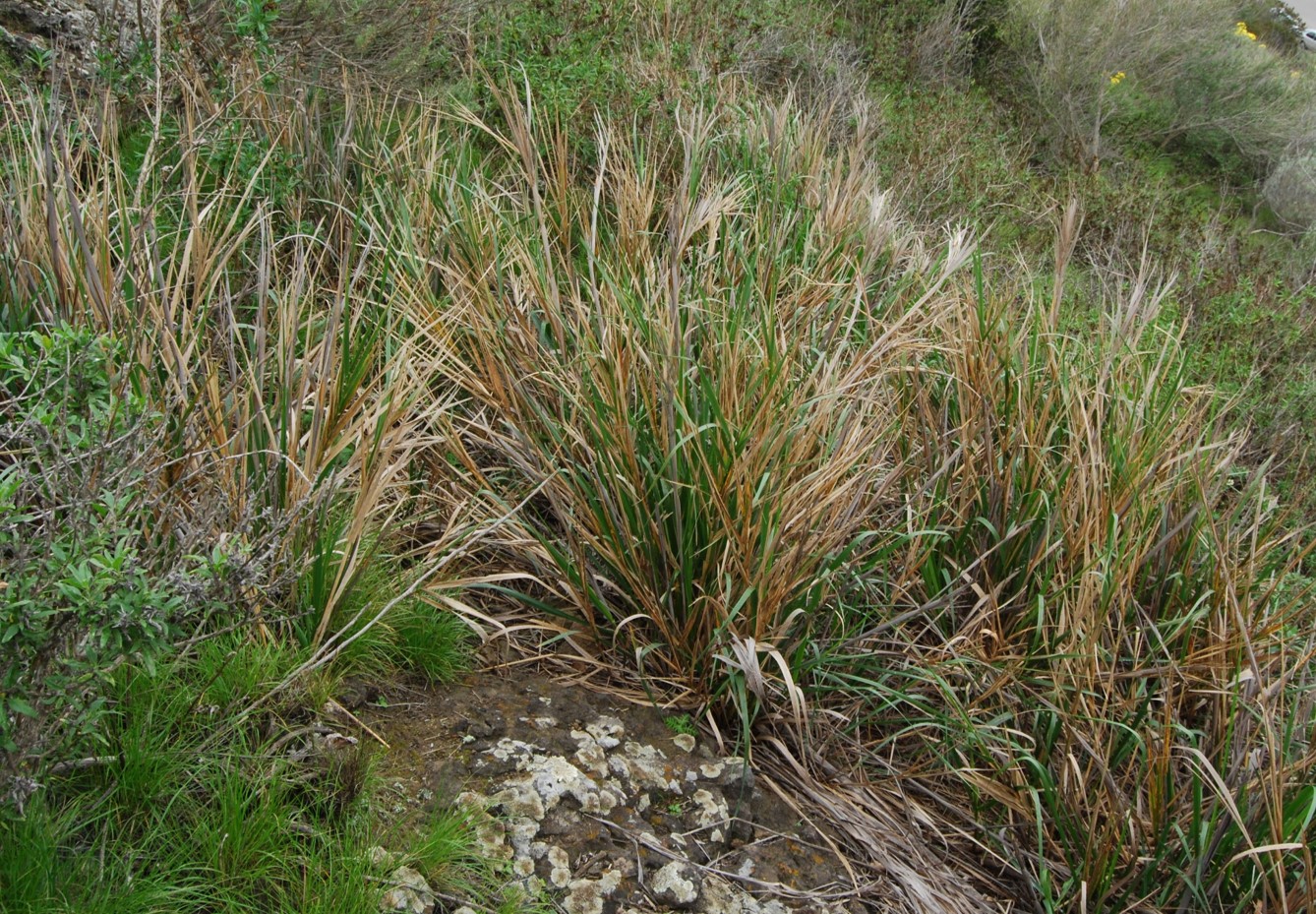 elymus-glaucus-7mar2013-1 elymus-glaucus-7mar2013-1