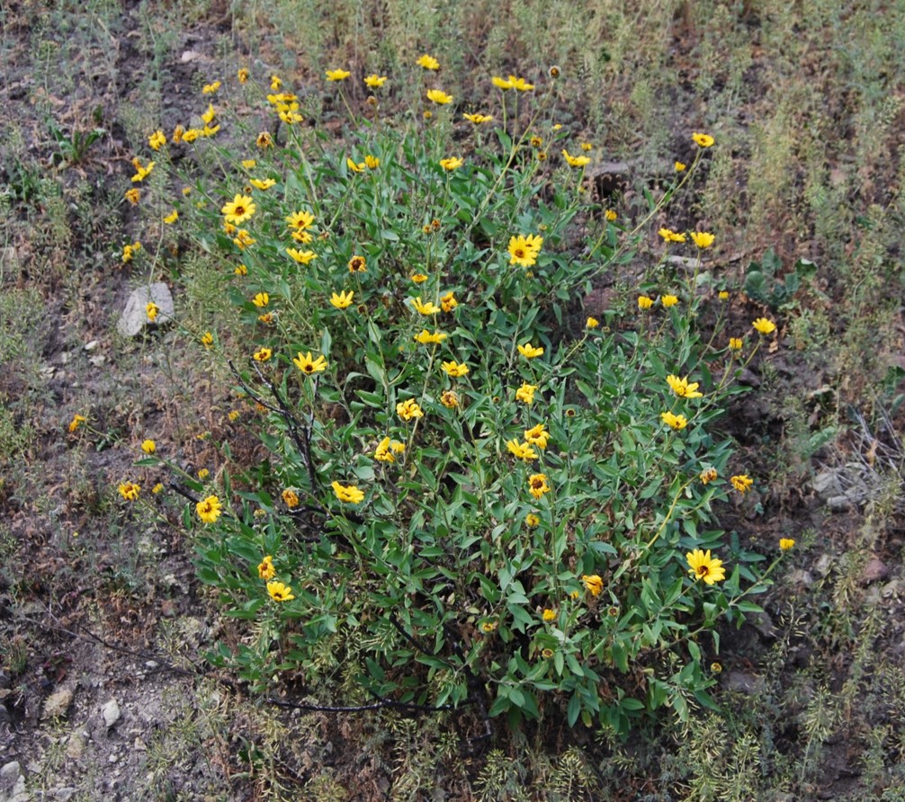 encelia-californica-27feb2015-1