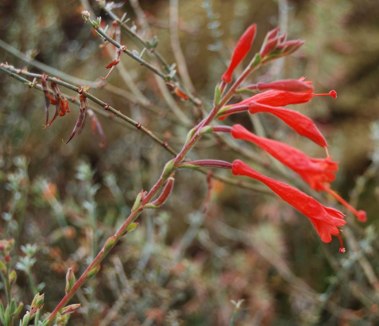 epilobium-canum-27july2013-4