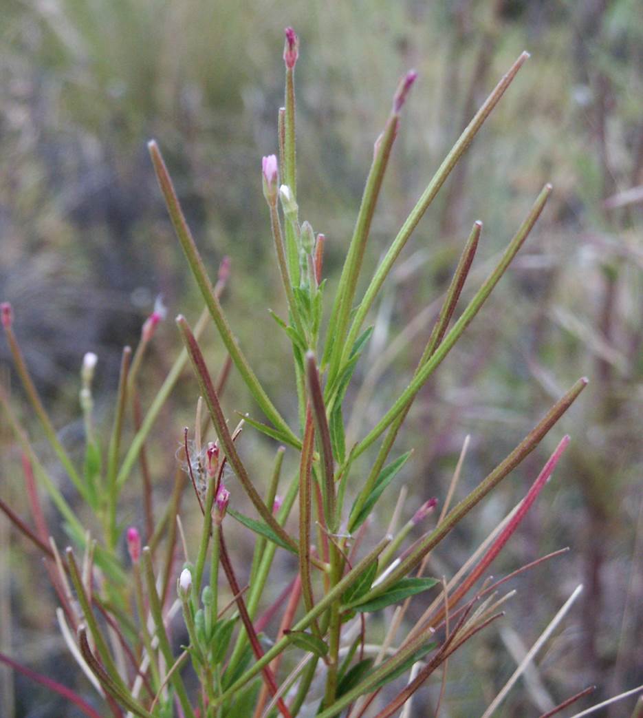 epilobium-ciliatum-24may2005-2