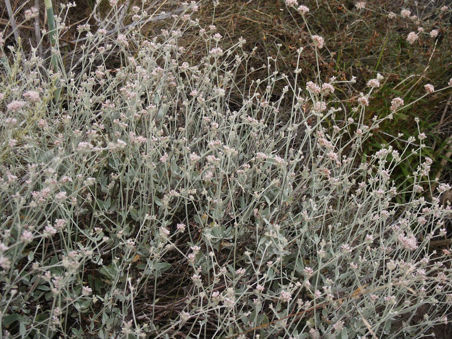 eriogonum-cinereum-22june2003-a