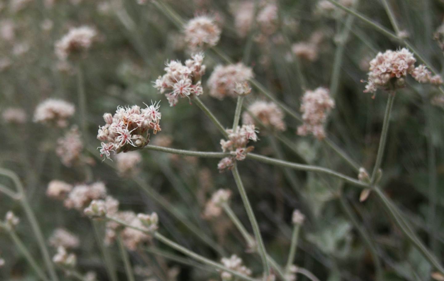 eriogonum-cinereum-22june2003-d