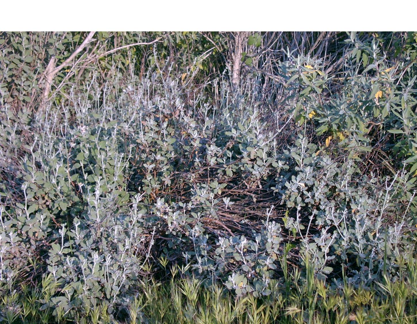 eriogonum-cinereum-8mar2003-a