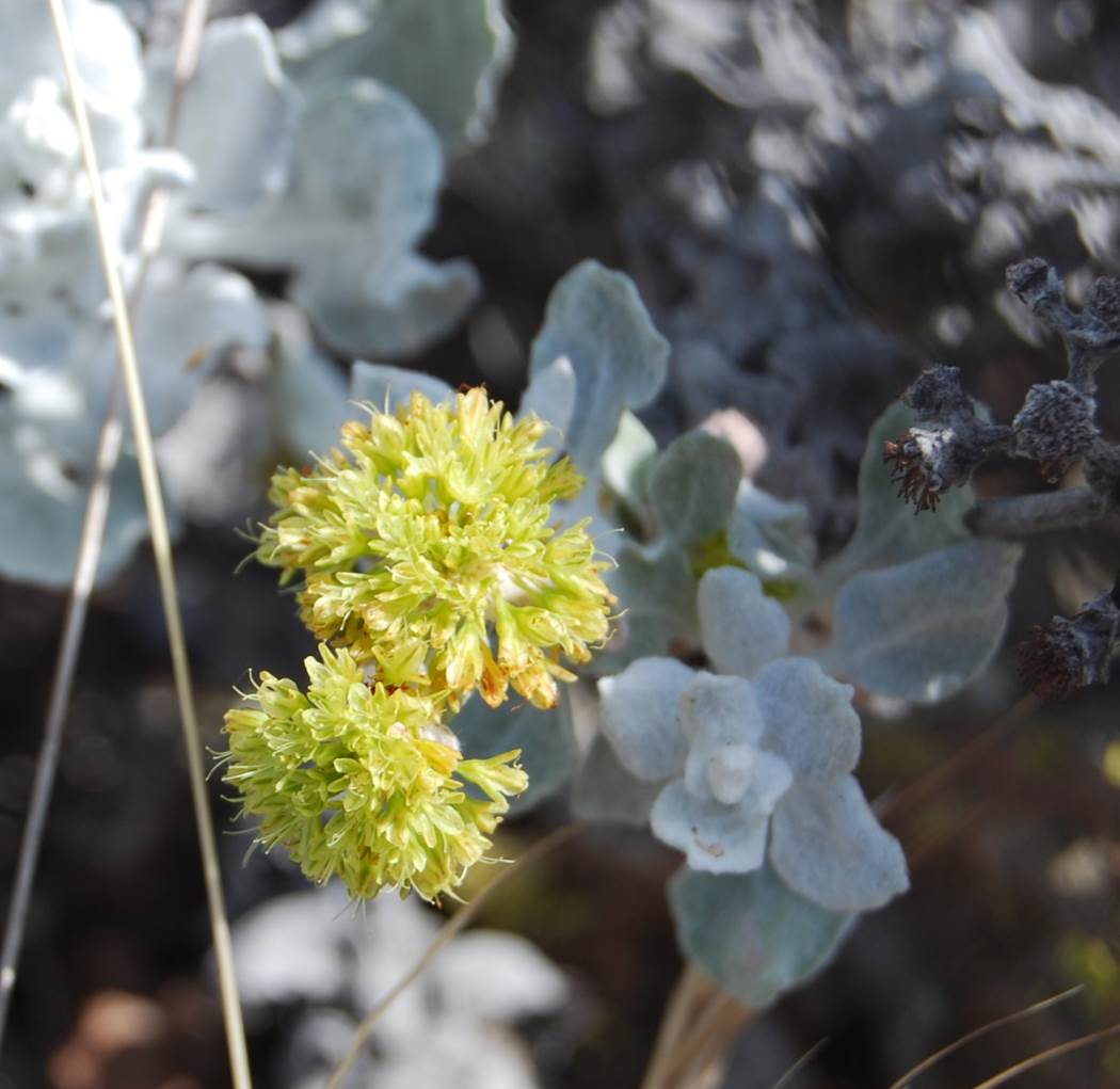 eriogonum-crocatum-22april2013-8