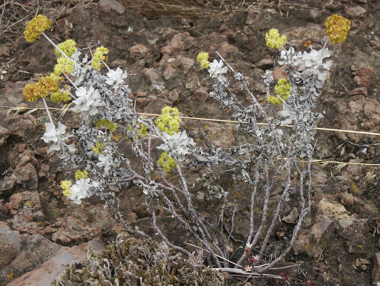 eriogonum-crocatum-22june2003