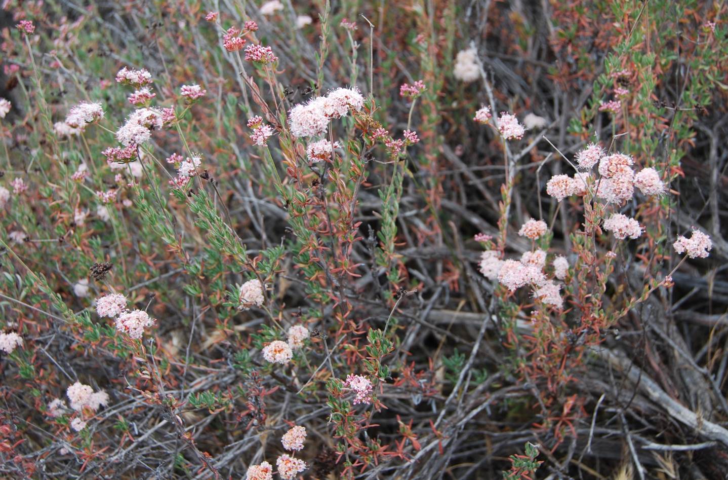 eriogonum-fascic…latum-24-april2013-4