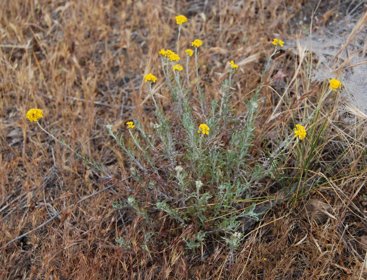 eriophylum-confertiflorum-1