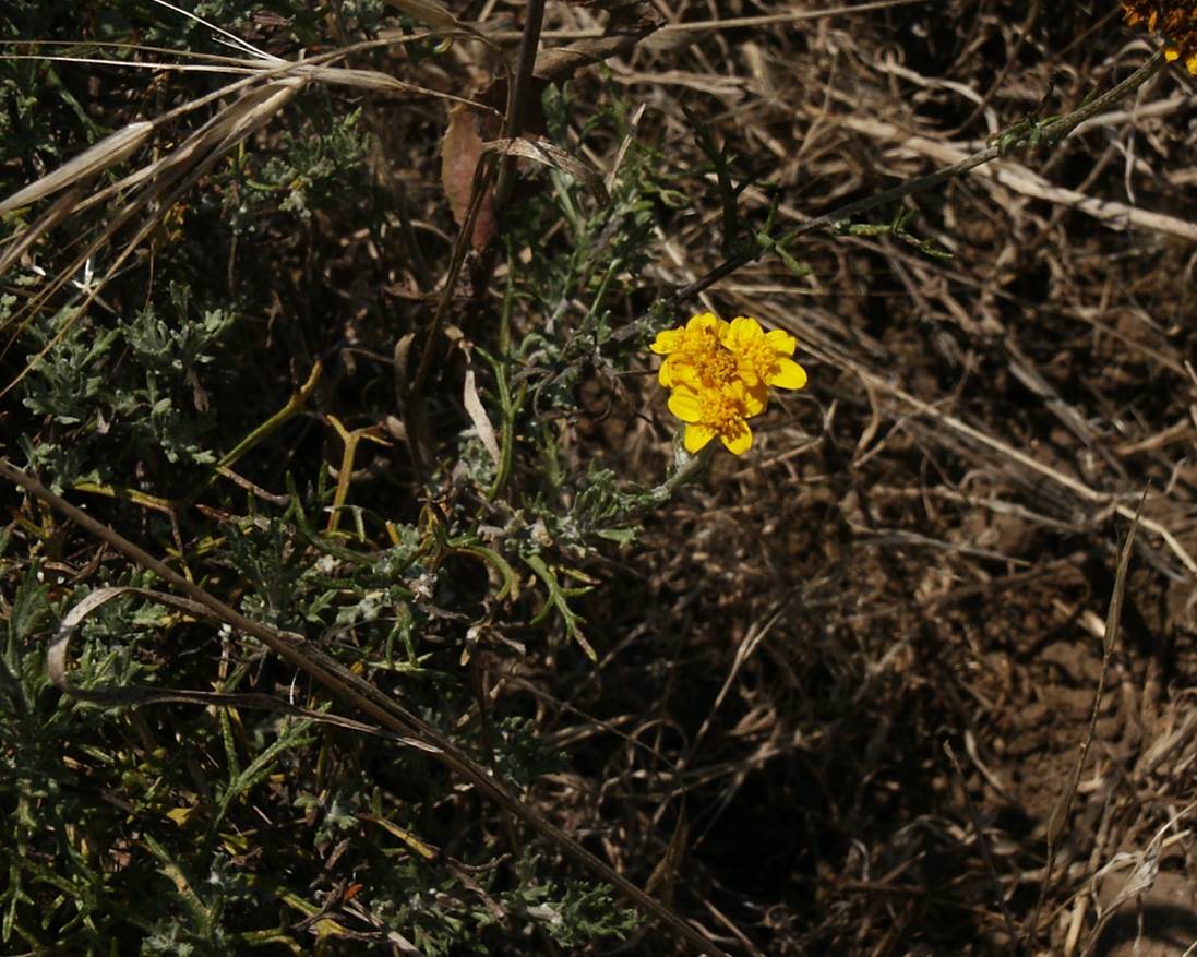 eriophyllum-conf…iflorum-14june2003-c