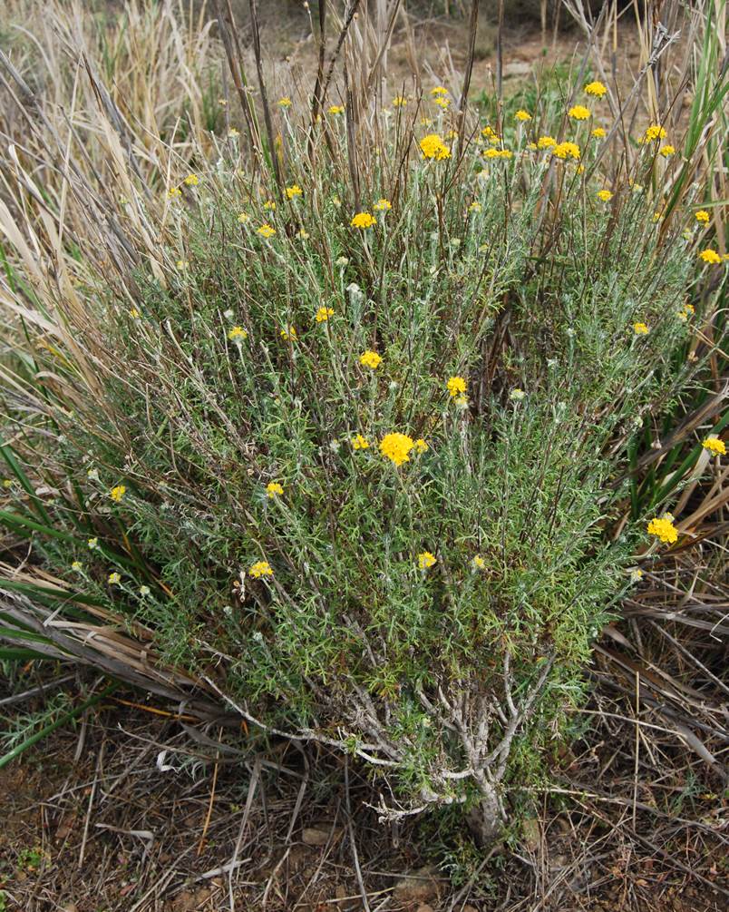 eriophyllum-conf…rtiflorum-7mar2013-9