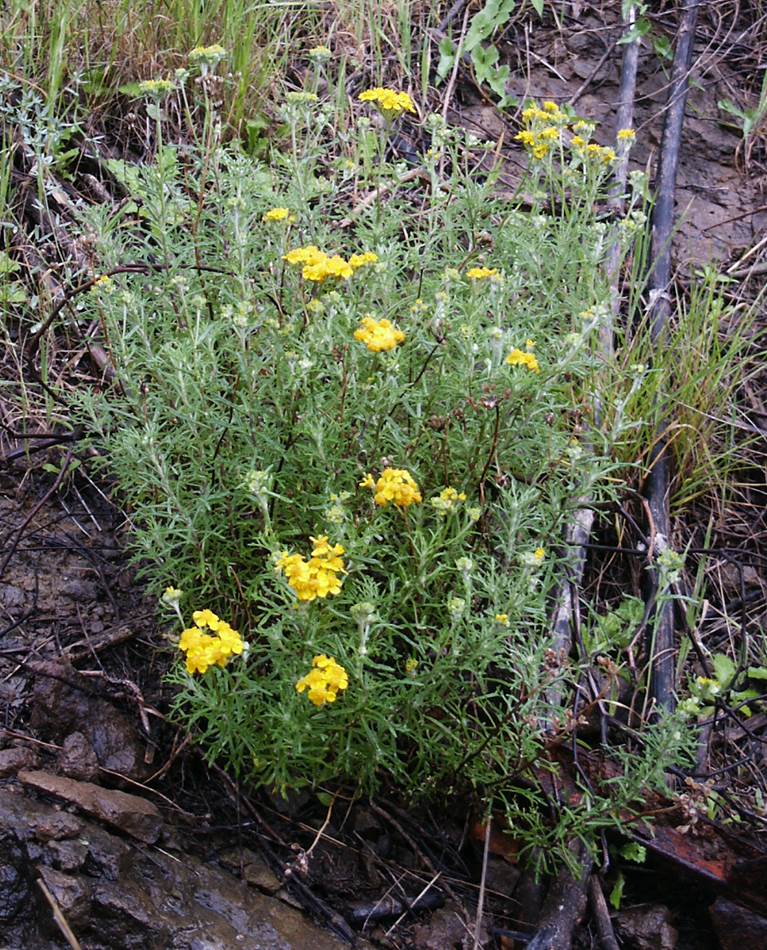 eriophyllumconfe…tiflorum-19feb2005-1
