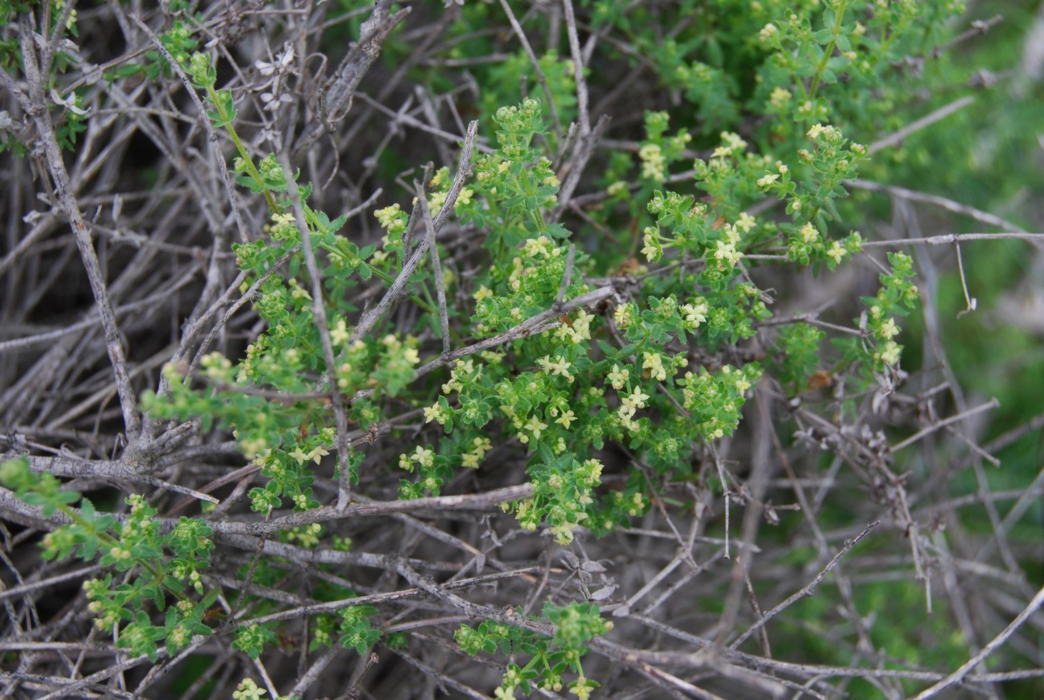 galium-5feb2013-1 galium-5feb2013-1