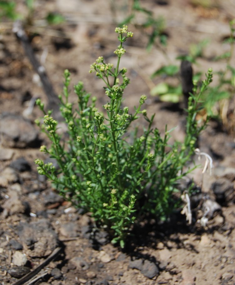 galium-angustifolium-12may2014-1 galium-angustifolium-12may2014-1