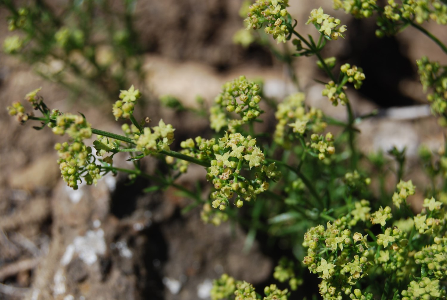 galium-angustifolium-12may2014-7 galium-angustifolium-12may2014-7