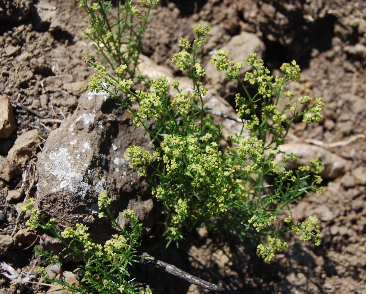 galium-angustifolium-12may2014-8 galium-angustifolium-12may2014-8