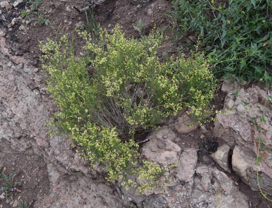 galium-angustifolium-19mar2016-1 galium-angustifolium-19mar2016-1