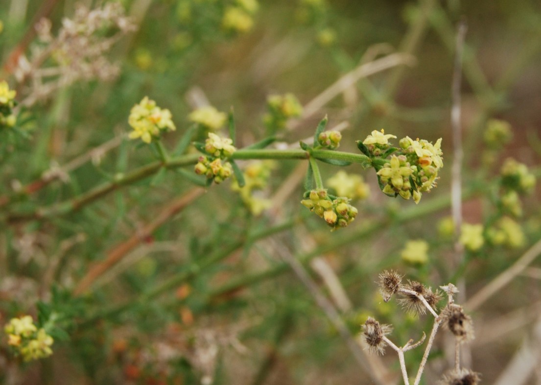galium-angustifolium-5mar2013-4 galium-angustifolium-5mar2013-4