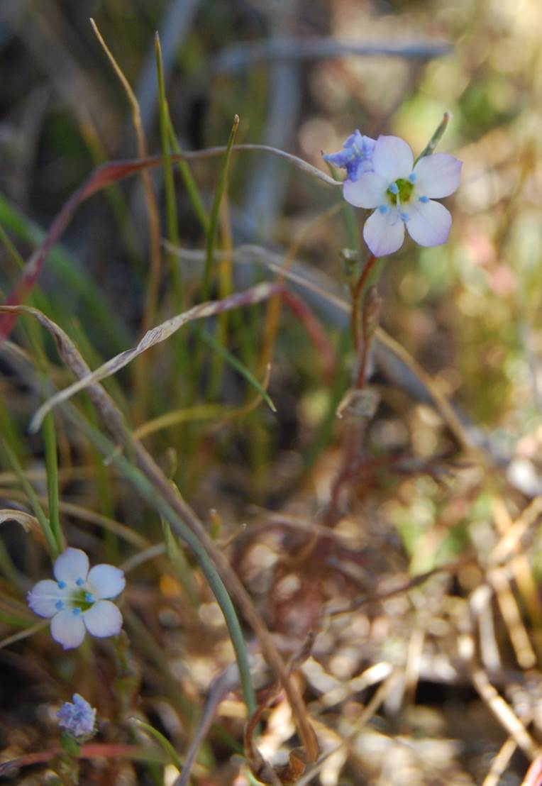 gilia-angelensis-28feb2013-401