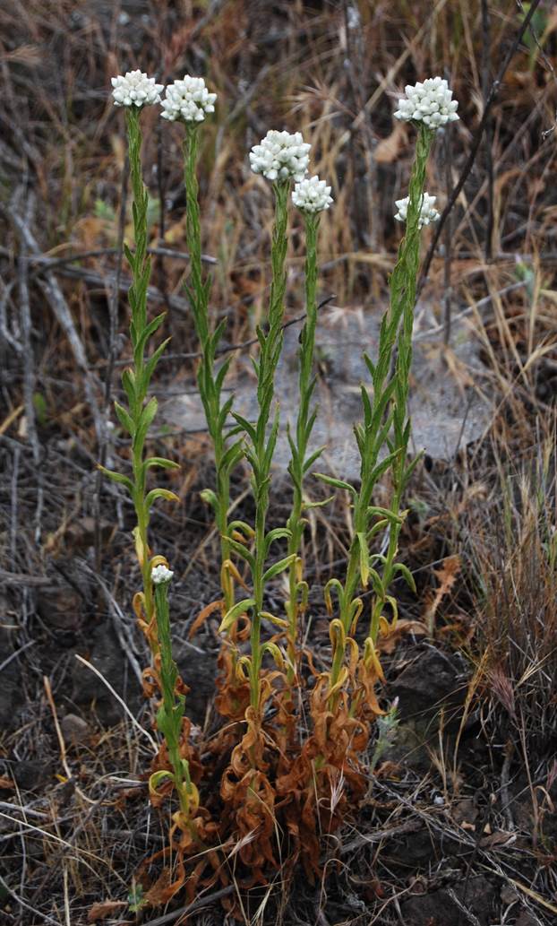 Gnapthalium