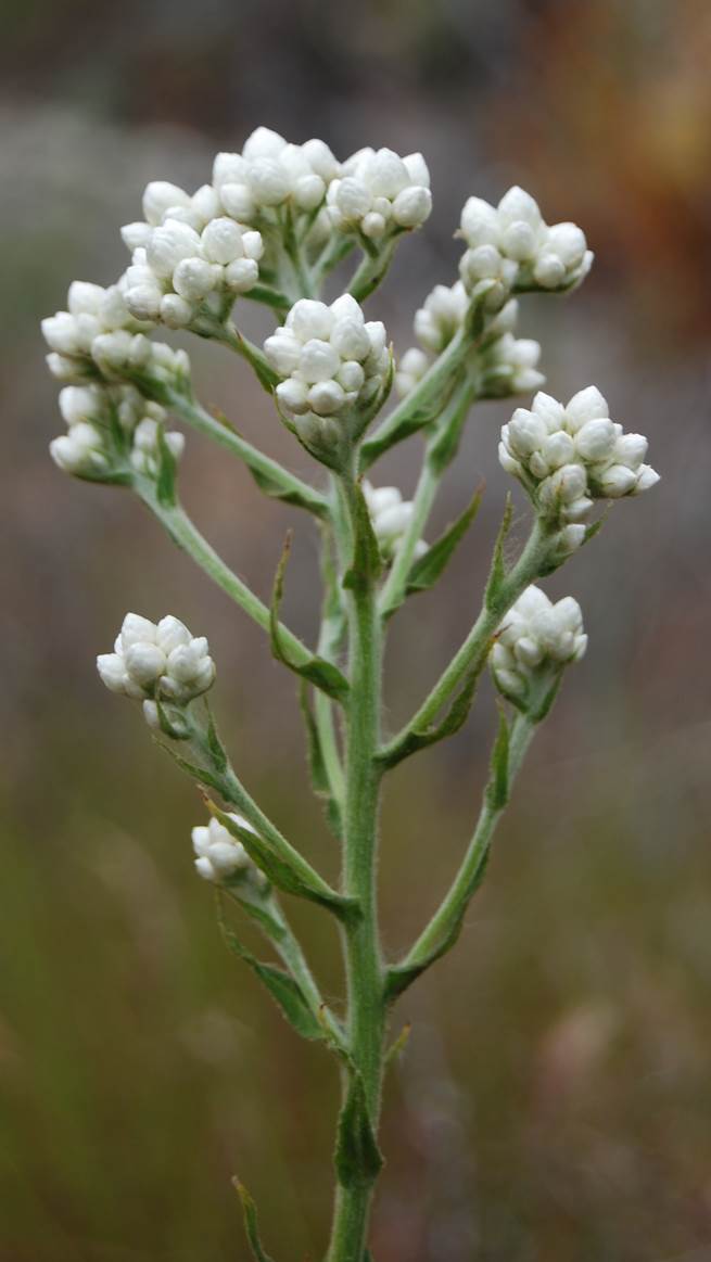 Gnapthalium
