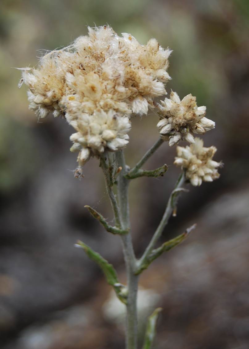 gnaphalium-24pr2013-7