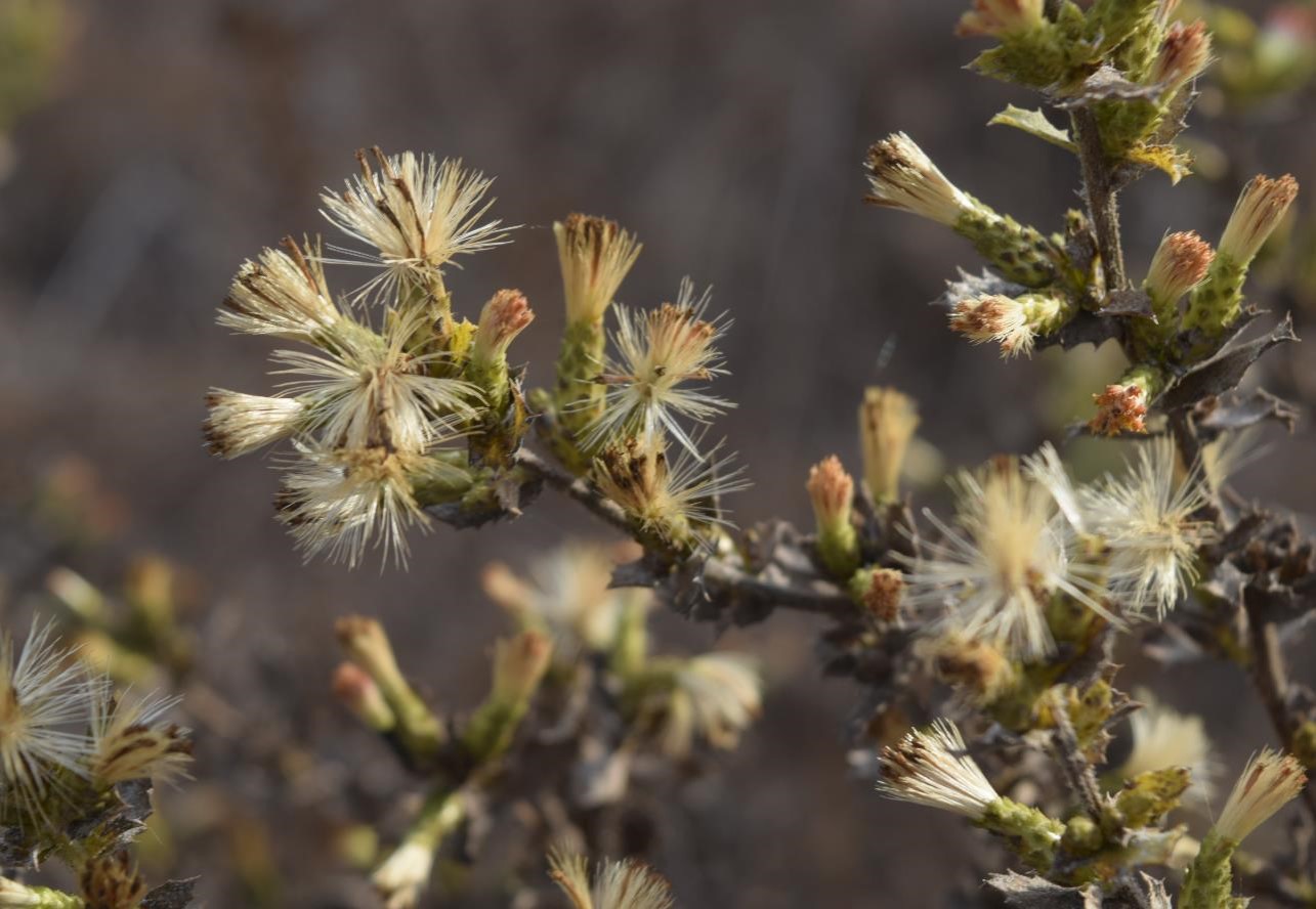 hazardia