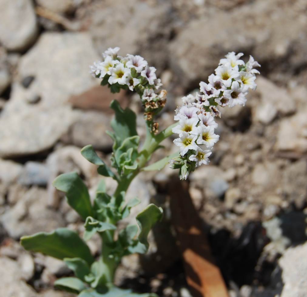 heliotropium-cur…ssavicum-20may2014-3