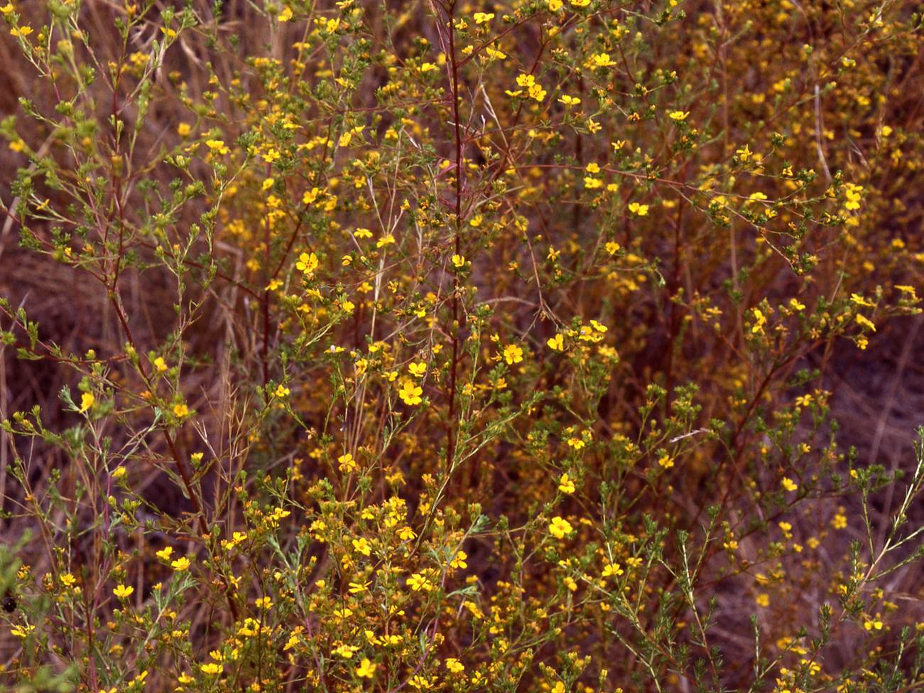 hemizona-fasciculata-29apr2003-f5-2