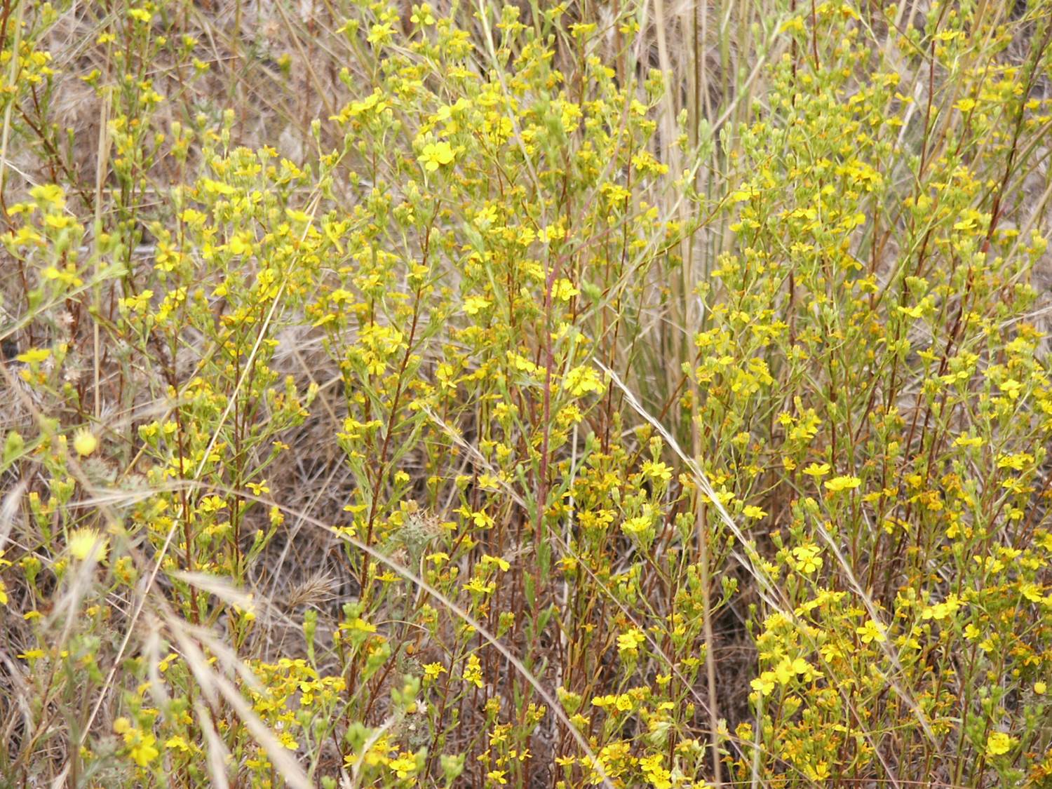 hemizonia-fasciculata-29may2003-e hemizonia-fasciculata-29may2003-e