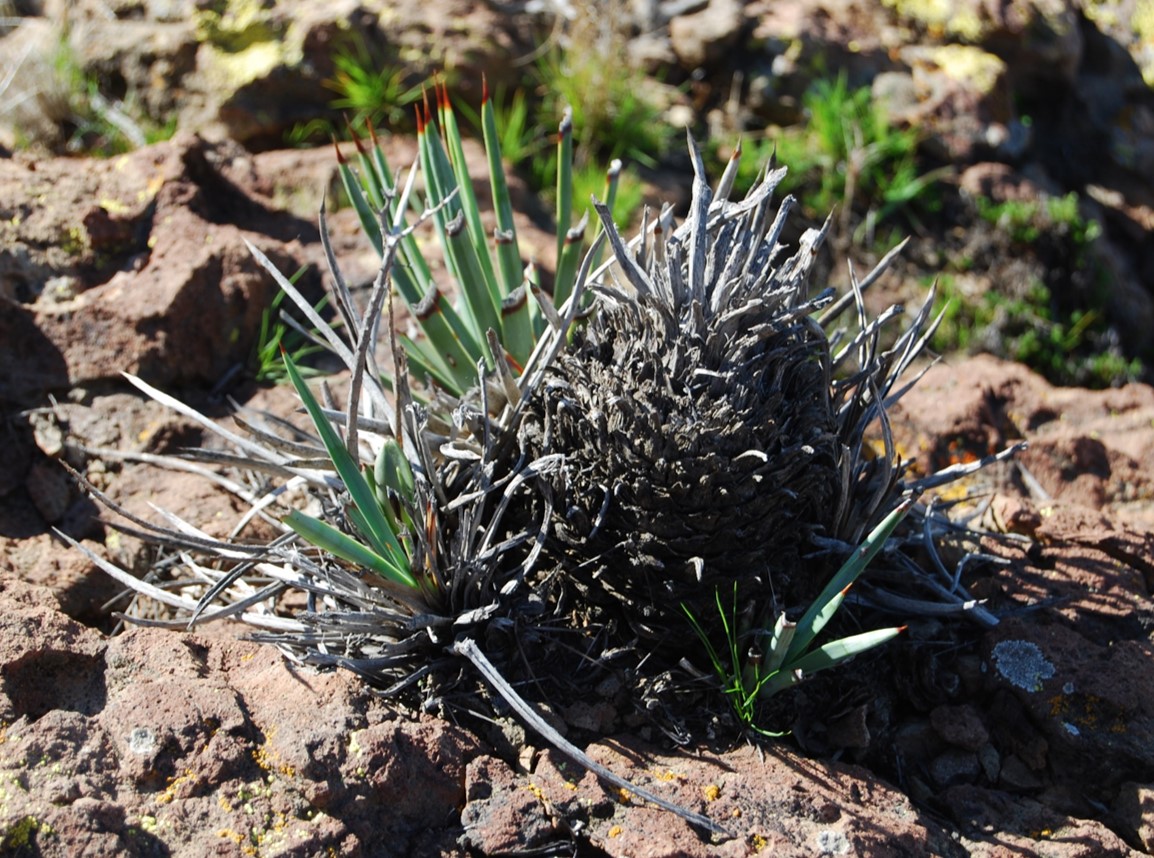 hesperoyucca-whipplei-1feb2013-1