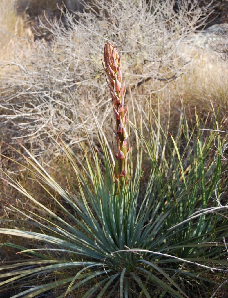hesperoyucca-whipplei-22april2013-1