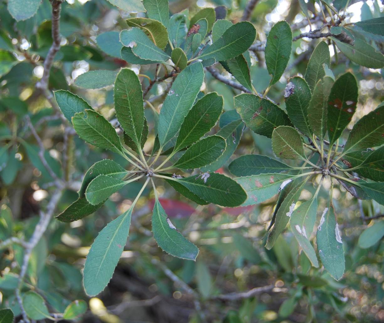 heteromeles-arbutifolia-10apr2013-2 heteromeles-arbutifolia-10apr2013-2