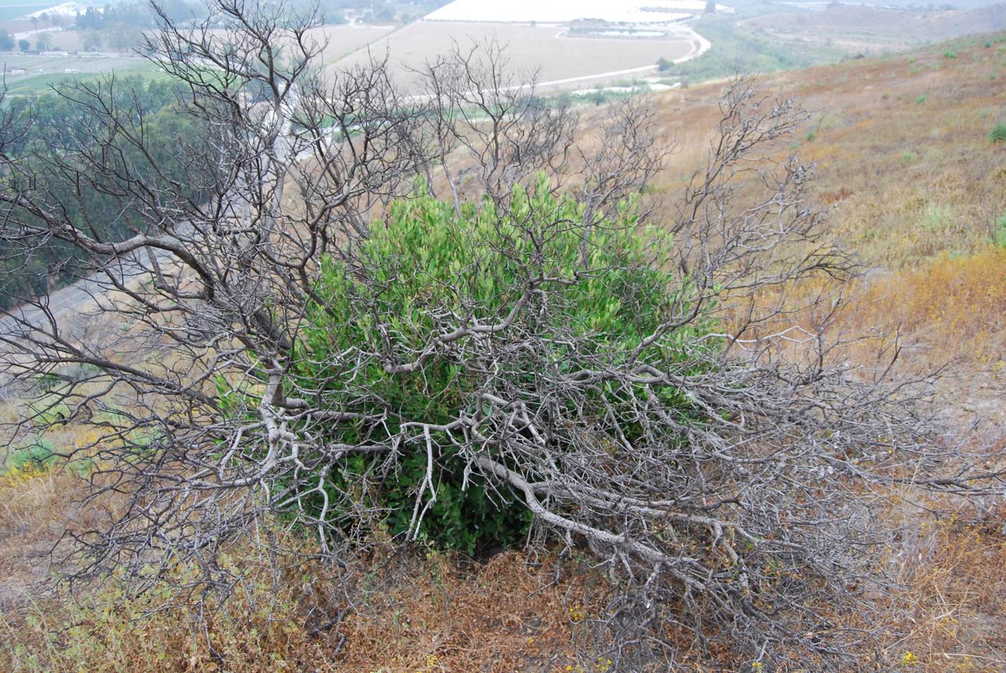 heteromeles-arbutifolia-1june2015-1 heteromeles-arbutifolia-1june2015-1