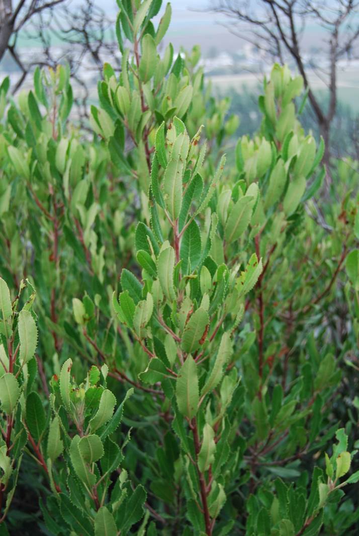heteromeles-arbutifolia-1june2015-3 heteromeles-arbutifolia-1june2015-3