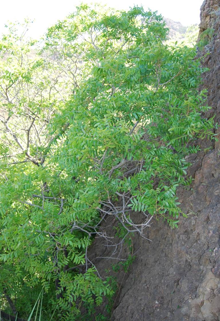 juglans-californica-10apr2013-1