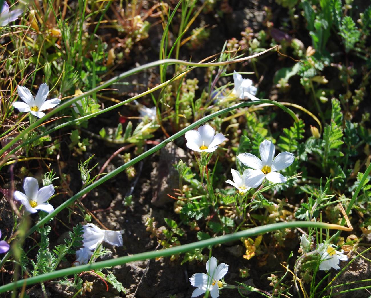 linanthus-dianthiflorus-13feb2015-1 linanthus-dianthiflorus-13feb2015-1