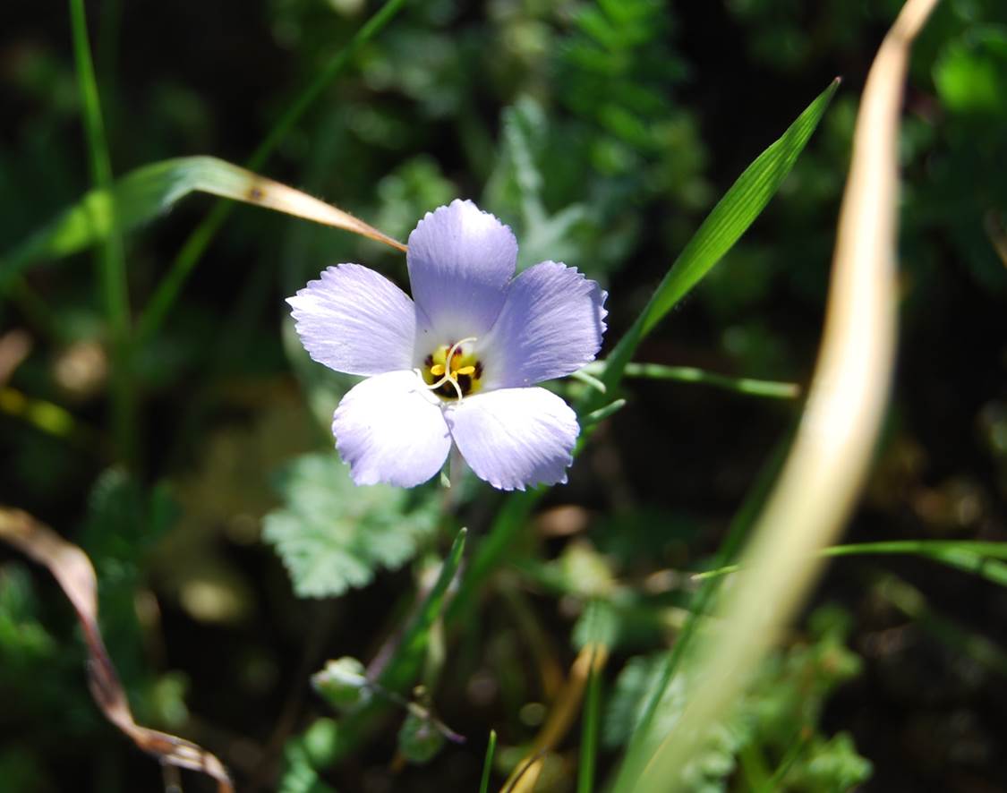linanthus-dianthiflorus-13feb2015-2 linanthus-dianthiflorus-13feb2015-2
