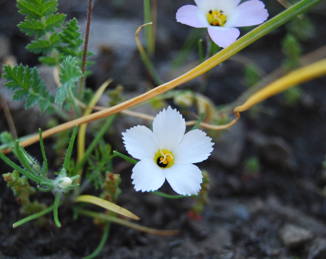 linanthus-dianthiflorus-13feb2015-23 linanthus-dianthiflorus-13feb2015-23
